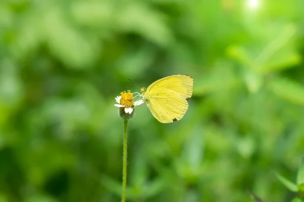 Farfalla appollaiata sull'erba dei fiori . — Foto Stock