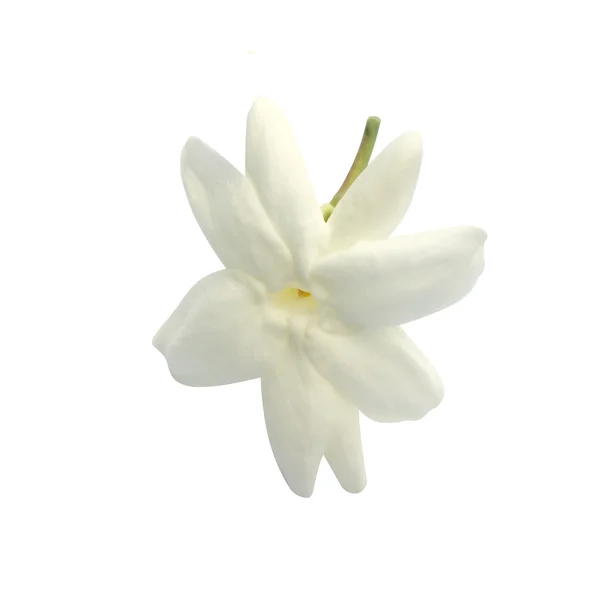Nahaufnahme einer Jasminblüte auf weißem Hintergrund. — Stockfoto
