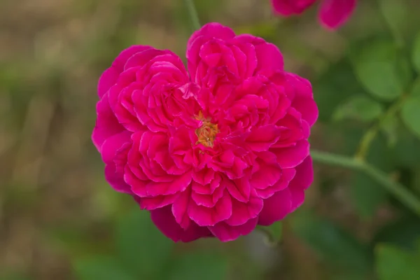 Ciemny różowy róż w ogrodzie. — Zdjęcie stockowe