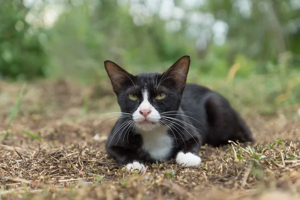 Černá kočka s bílými nohy a nos na zemi. — Stock fotografie