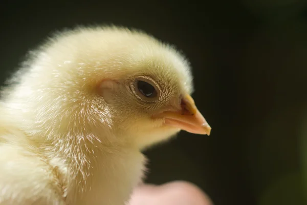 Close up Little chicken. — Stock Photo, Image