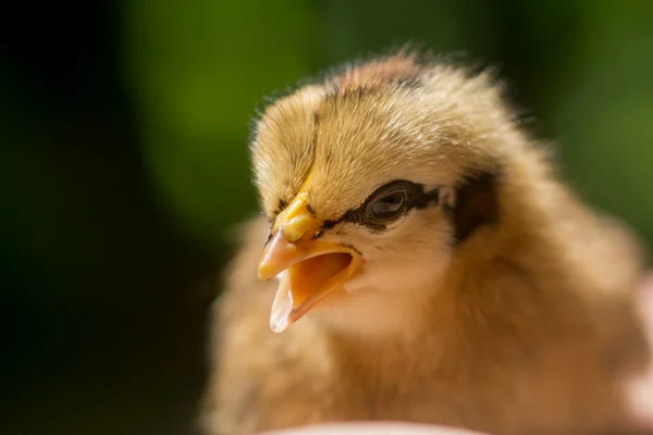 Közelről kis csirke. — Stock Fotó