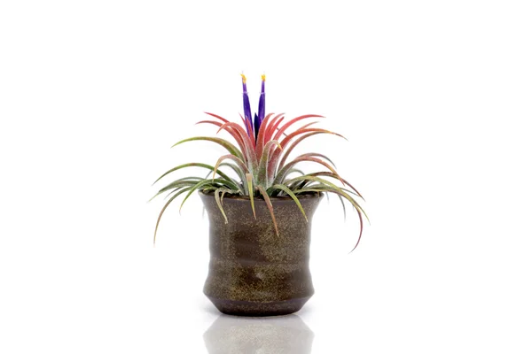 Tillandsia s fialovým květem. — Stock fotografie