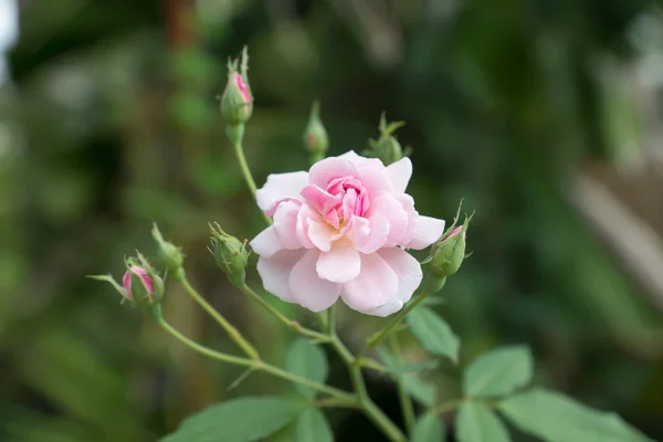 The pink fairy rose flower. — Stock Photo, Image