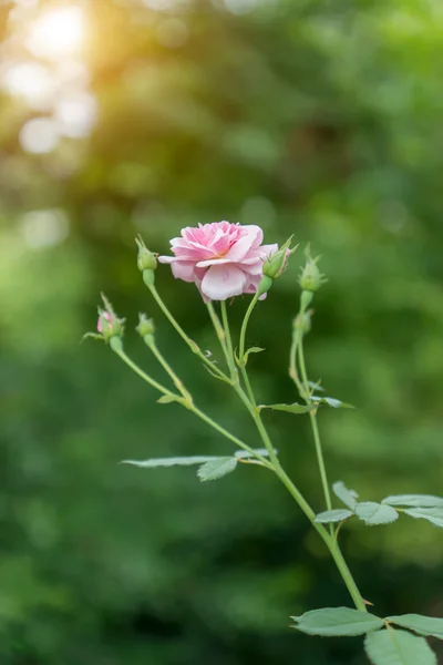 Die rosa Fee Rosenblüte. — Stockfoto