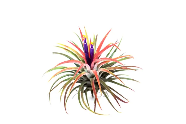 Tillandsia med violett blomma. — Stockfoto