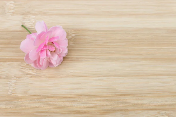 Το ροζ τριαντάφυλλο νεράιδα λουλούδι στο ξύλο μπαμπού. — Φωτογραφία Αρχείου