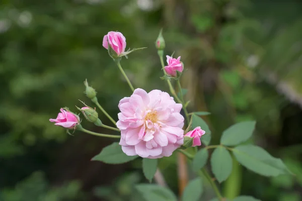 The pink fairy rose flower. — Stock Photo, Image