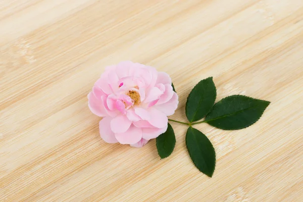 Kwiat różowy wróżka Róża na drewno bambusowe. — Zdjęcie stockowe