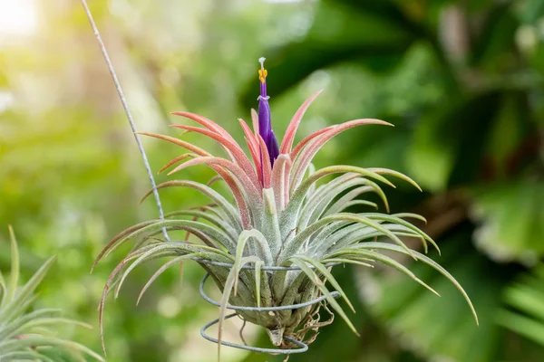 Tillandsia s fialovým květem. — Stock fotografie