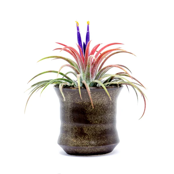 Tillandsia with violet flower. — Stock Photo, Image