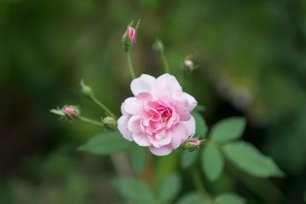 Pembe peri gül çiçek. — Stok fotoğraf