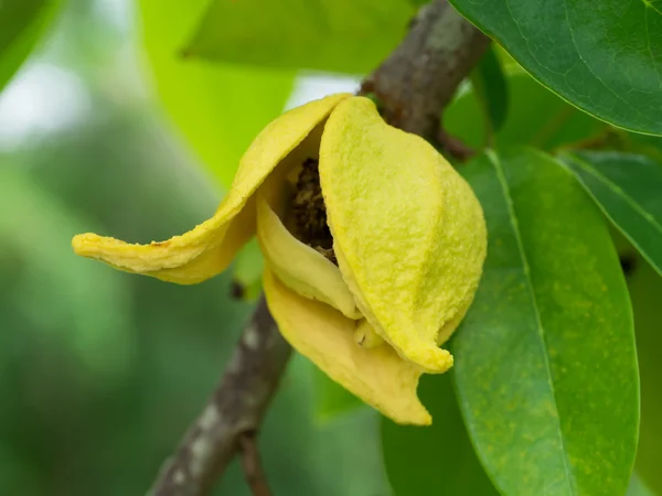 Soursop flor, creme espinhoso Apple . — Fotografia de Stock