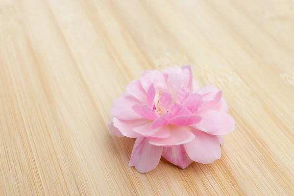 The pink fairy rose flower on the bamboo wood.