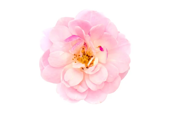 Рожева квітка з троянди на білому тлі . — стокове фото