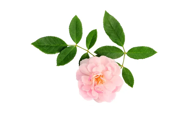흰색 배경에 잎 핑크 요정 장미 꽃. — 스톡 사진