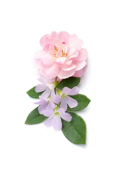 Le bouquet de rose fée rose fleur avec feuille sur fond blanc — Photo