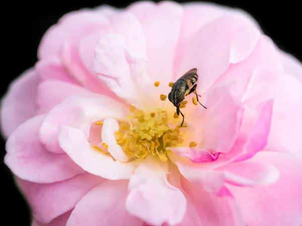 La fata rosa è salito il fiore . — Foto Stock