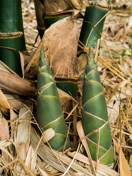 Brote de bambú en el bosque de bambú . —  Fotos de Stock