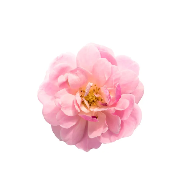 Die rosa Fee Rosenblüte auf weißem Hintergrund. — Stockfoto