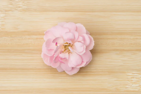 Το ροζ τριαντάφυλλο νεράιδα λουλούδι στο ξύλο μπαμπού. — Φωτογραφία Αρχείου
