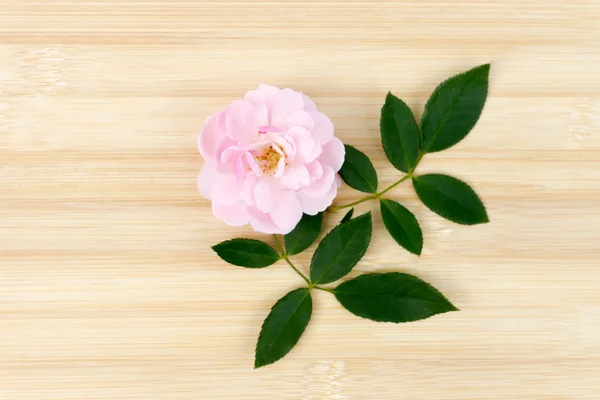 The pink fairy rose flower on the bamboo wood.