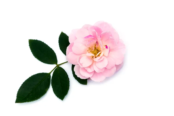 A fada rosa rosa flor com folha no fundo branco . — Fotografia de Stock