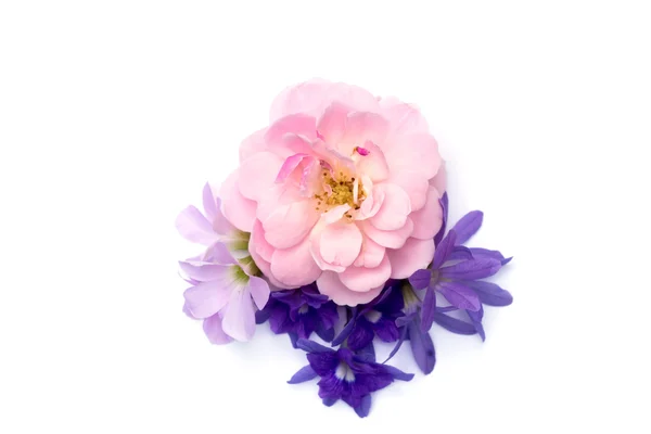 Het boeket van roze fairy rose Queen's krans bloem en Oxali — Stockfoto