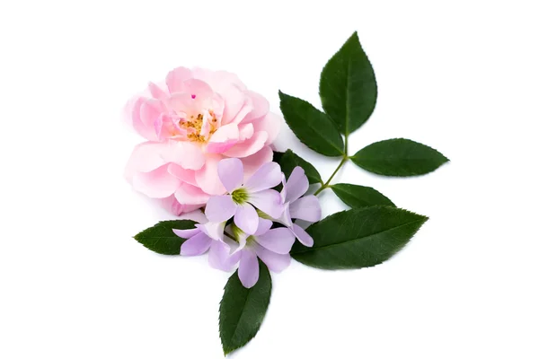 O buquê de rosa fada rosa flor com folha no backgro branco — Fotografia de Stock