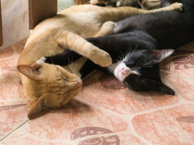 Two cats sleeping