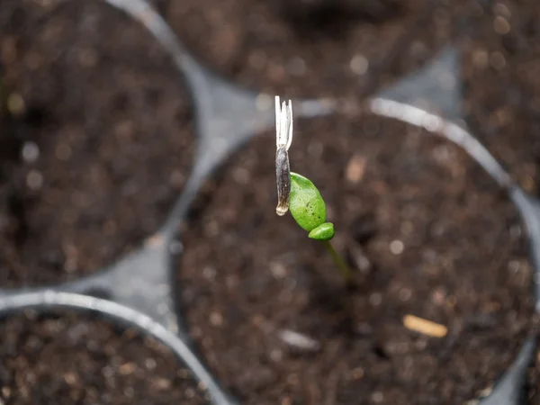 Вирощують паростки насіння чорнобривців . — стокове фото