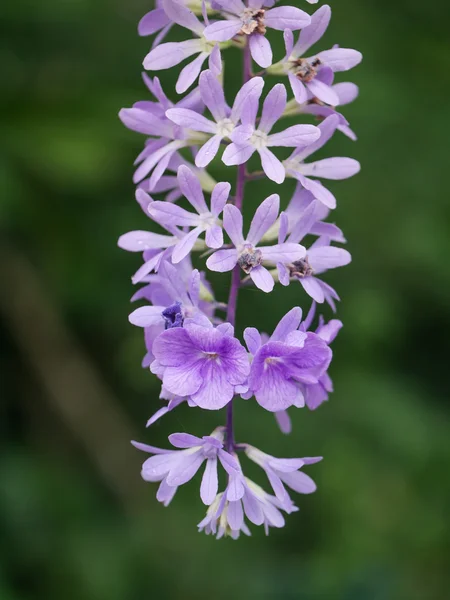 Menekşe çiçek Petrea çiçek. — Stok fotoğraf