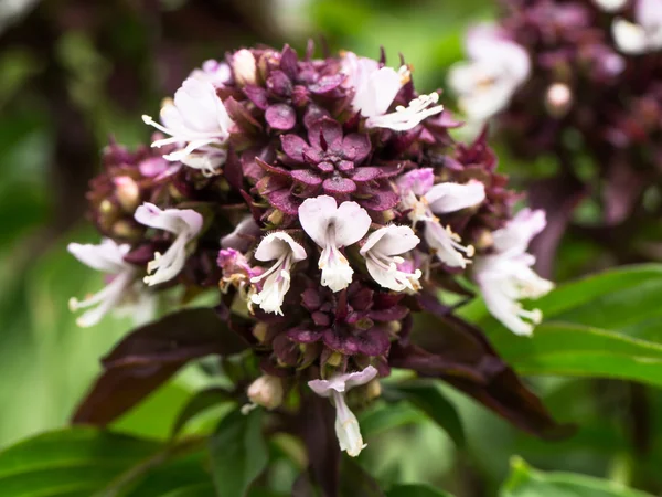 Close-up van basilicum bloem. — Stockfoto