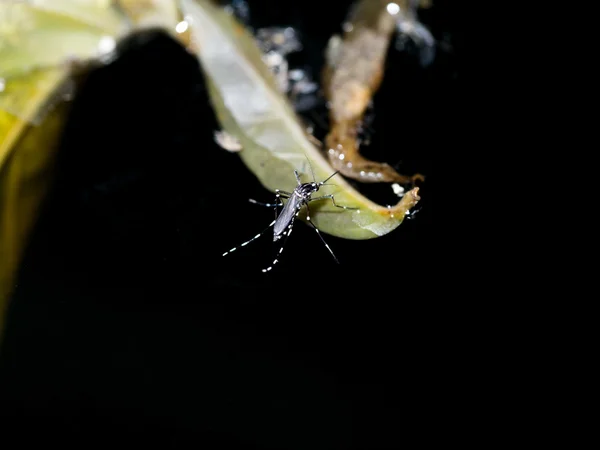 Il primo piano di una zanzara sta deponendo le uova su acqua scura . — Foto Stock