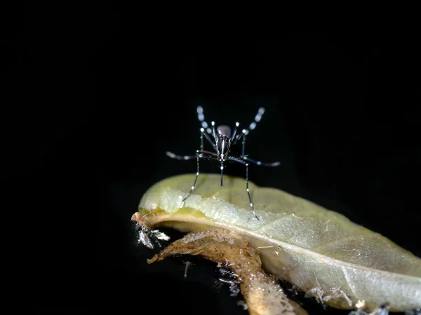 Close-up de um mosquito estão desovando em água escura . — Fotografia de Stock