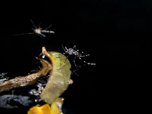 Närbild av en mygga lekande på mörka vatten. — Stockfoto