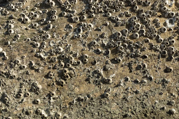 Zeepokken op rots. — Stockfoto