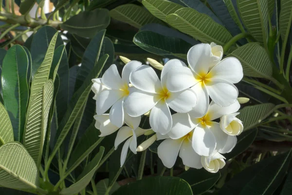 Ağaç üzerinde beyaz plumeria veya frangipani çiçek. — Stok fotoğraf