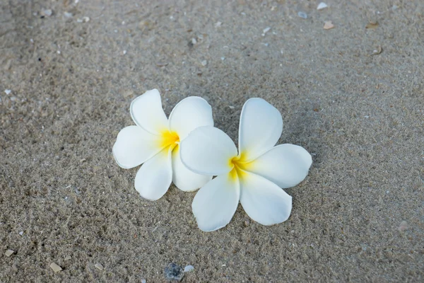 Plumeria branca ou flor de frangipani na praia . — Fotografia de Stock