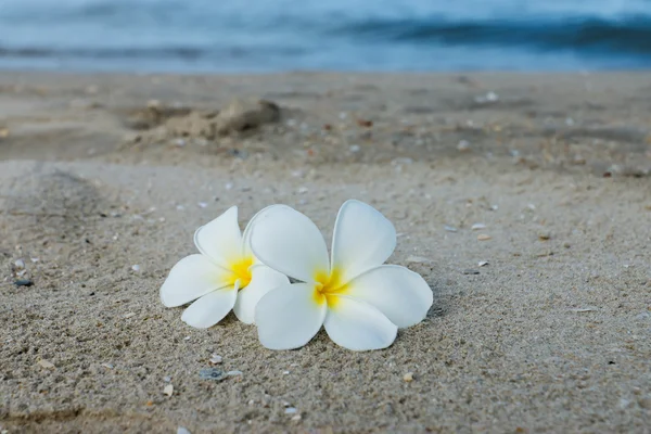 Plumeria branca ou flor de frangipani na praia . — Fotografia de Stock