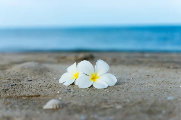 Plumeria branca ou flor de frangipani na praia . — Fotografia de Stock