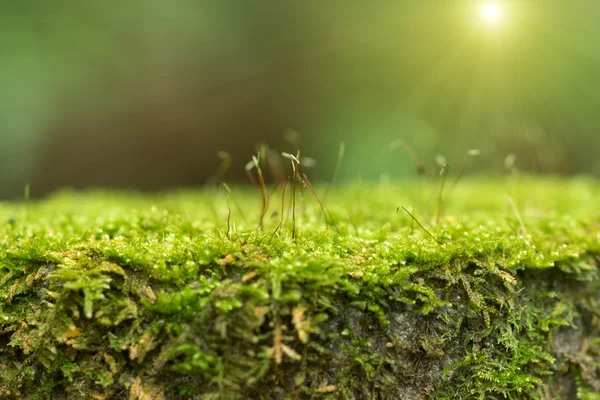 森の緑の苔. — ストック写真