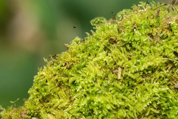 Musgo verde en el bosque. — Foto de Stock