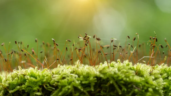 Musgo verde en el bosque. — Foto de Stock