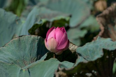 Doğada çiçek pembe lotus çiçeği.