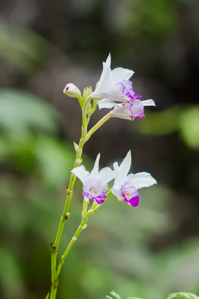 Orchidées au sol fleur — Photo