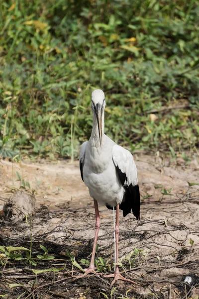 Cigogne à bec ouvert, Bec-ouvert asiatique au sol . — Photo