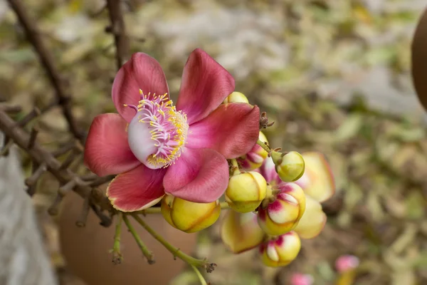 Canonball flower (Couroupita guianensis) — Stock Photo, Image