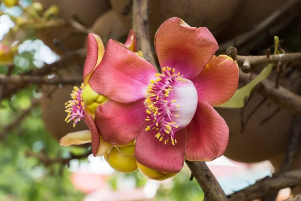 Canonball flower (Couroupita guianensis) — Stock Photo, Image