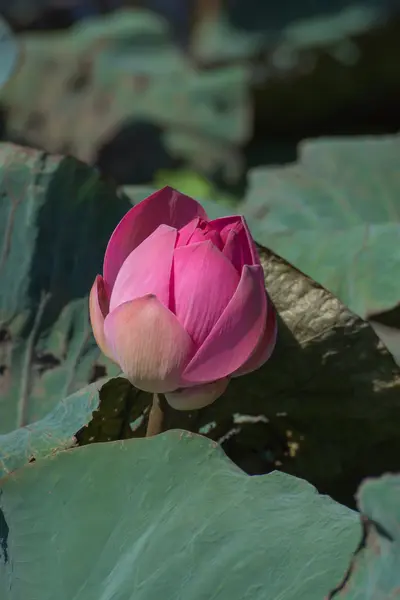 Fiore di loto rosa che fiorisce nella natura . — Foto Stock